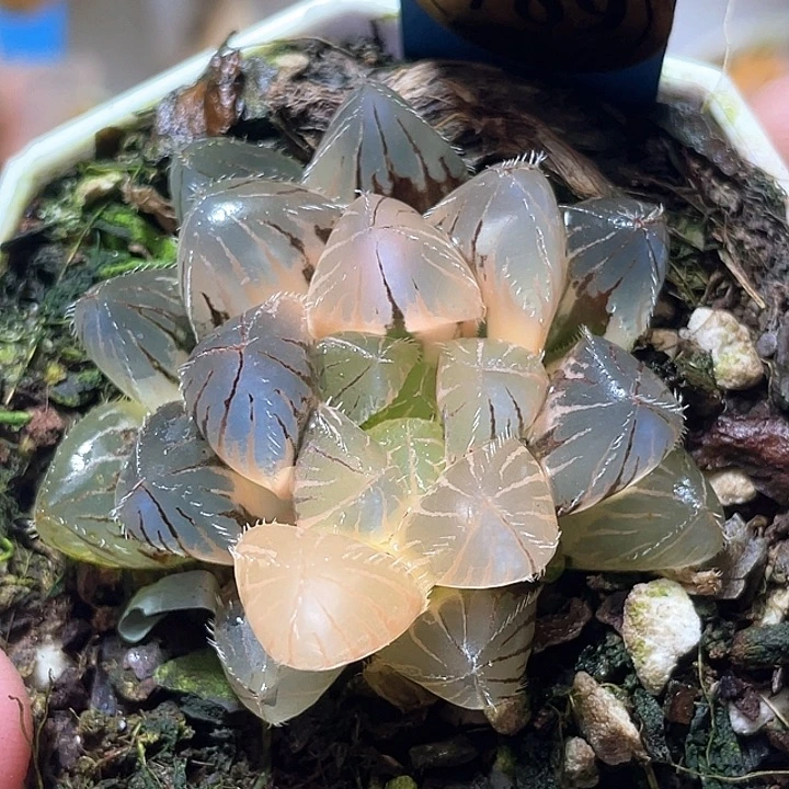 789赤线锦特选福利