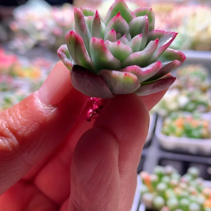 晴空珍妮白覆轮锦