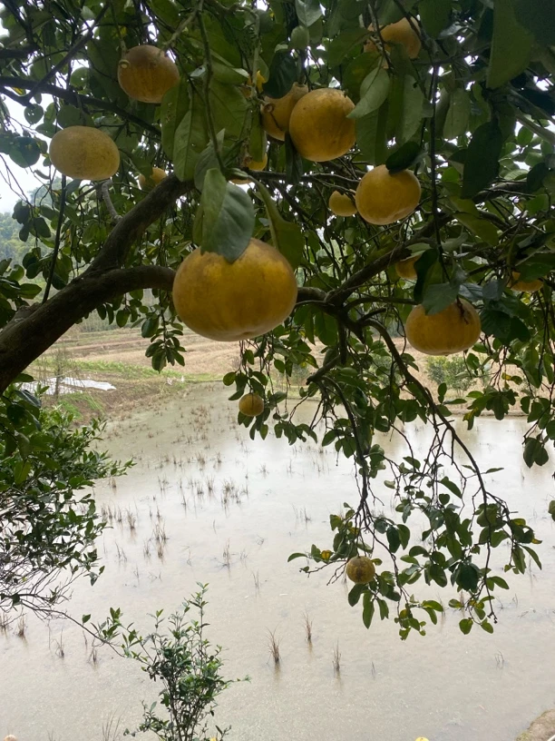 正宗梁平柚非常老的树柚子果小但特好吃实属孤品级