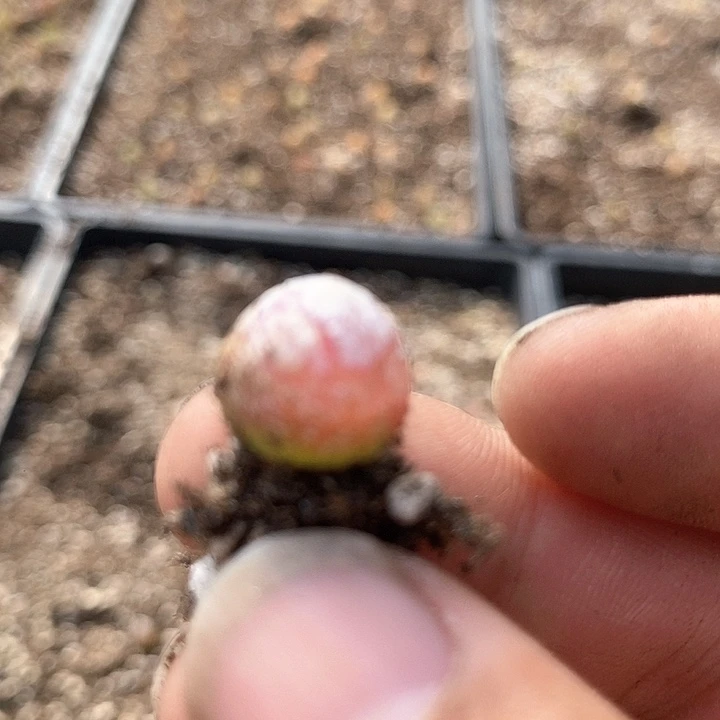 10457一筐灯泡有伤