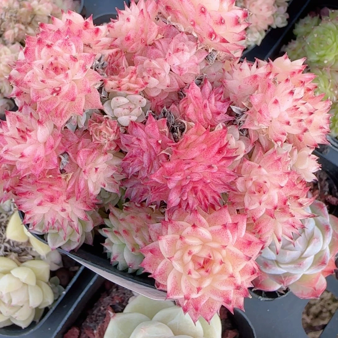 言***。花语多肉1221-313散