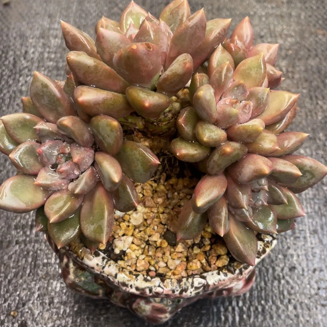 -***y6868686868686868688686