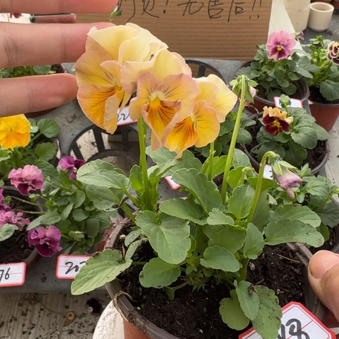 大部分花苞少量开放288