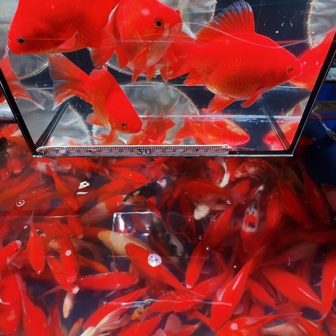 金鱼精品短尾元宝草金7条红色