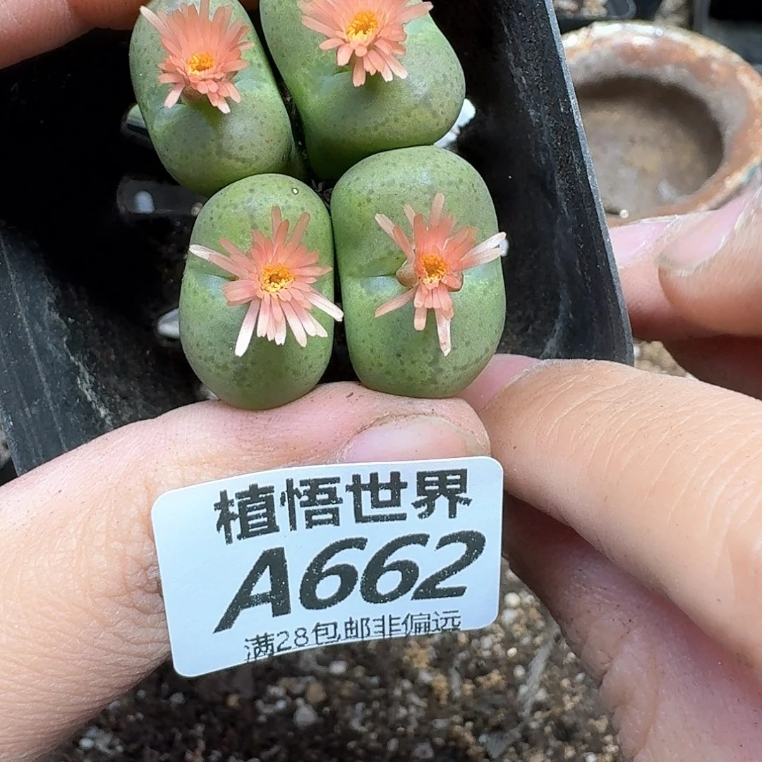 多肉植物的人生fgh