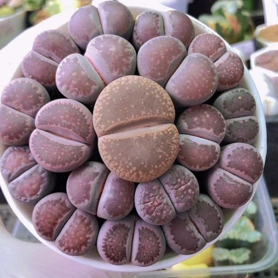 无花朵0857，2-2.8厘米有点徒9厘米盆