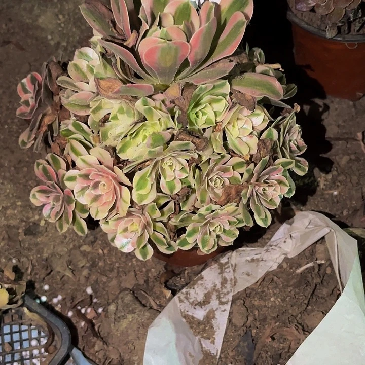 449妖月多肉植物不售后