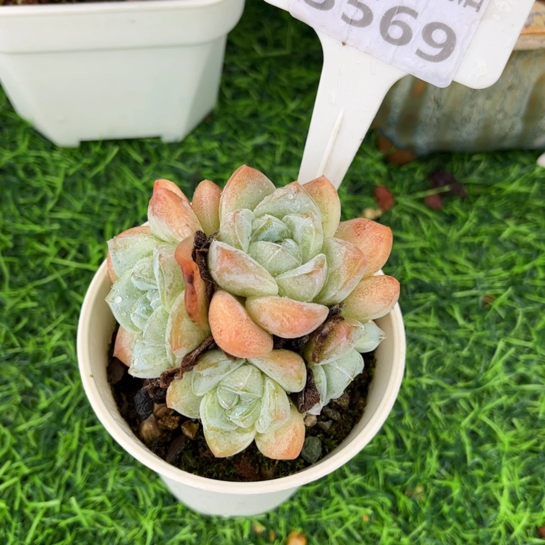 多肉植物3569 满30包邮哦
