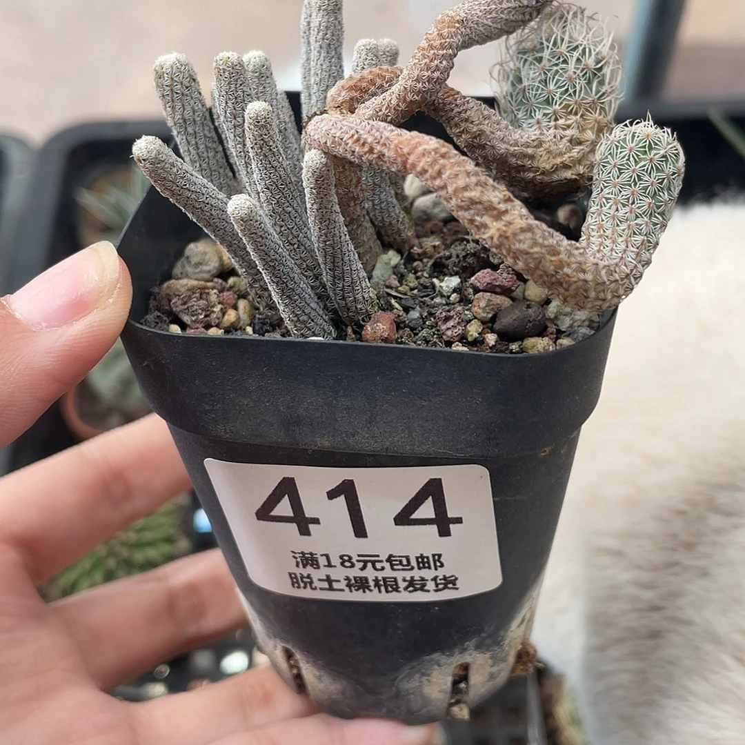 414小人柱（掉头不售后满18元包邮）