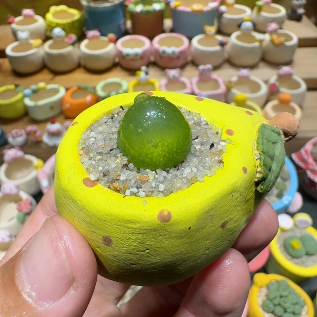 蘑菇1307灯泡多肉植物