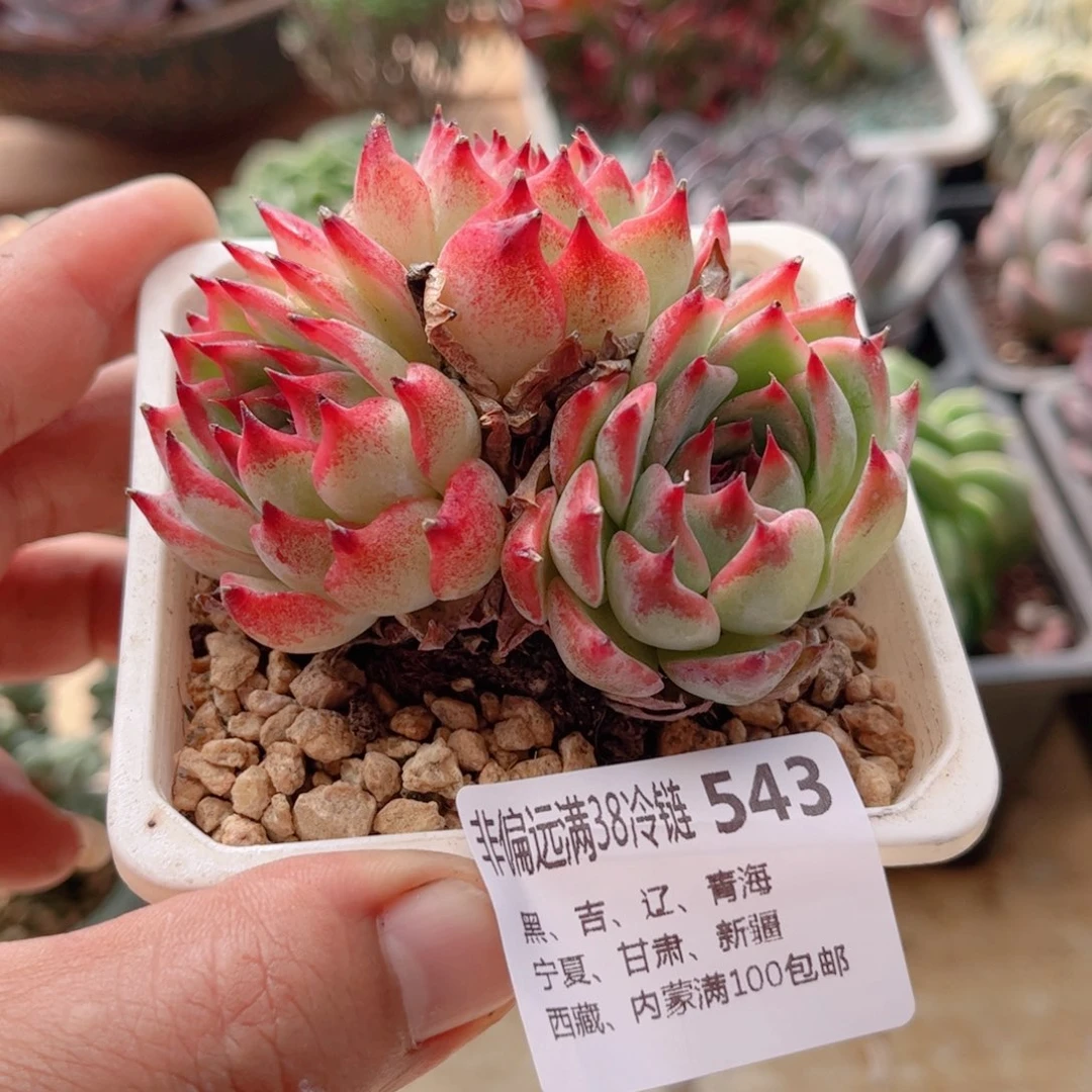 543水蜜桃德华多肉