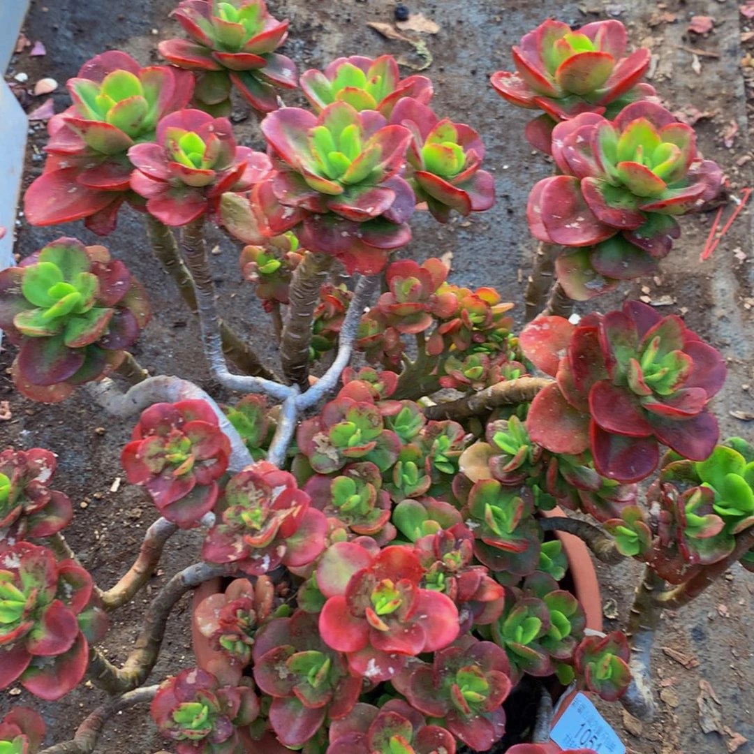 简*1051红梅多肉