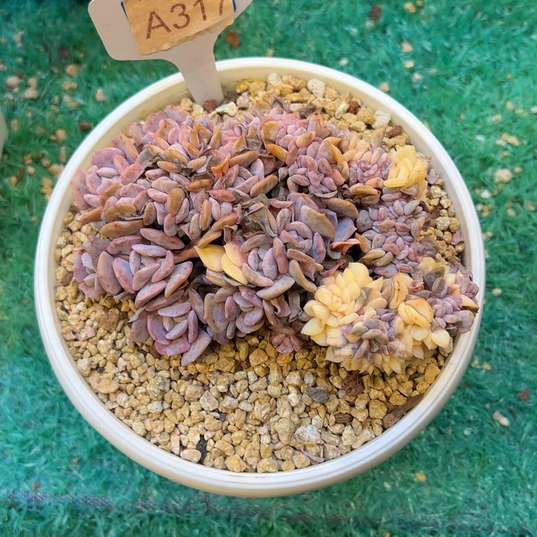 雪精灵锦缀，，，，，，，，，，，，，，