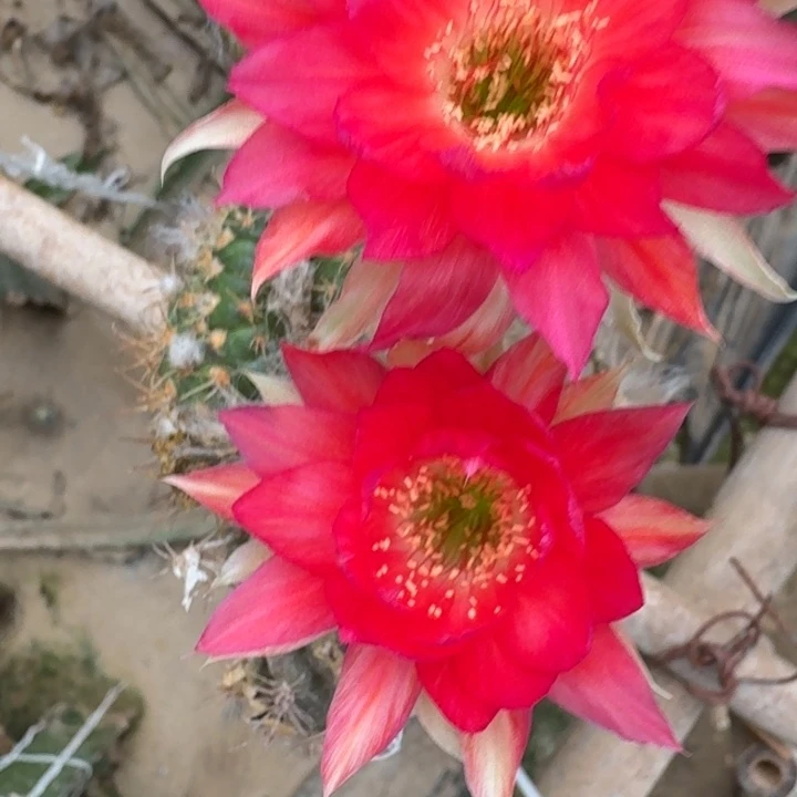 267丽花107歪3公分左右无根侧牙，20包邮