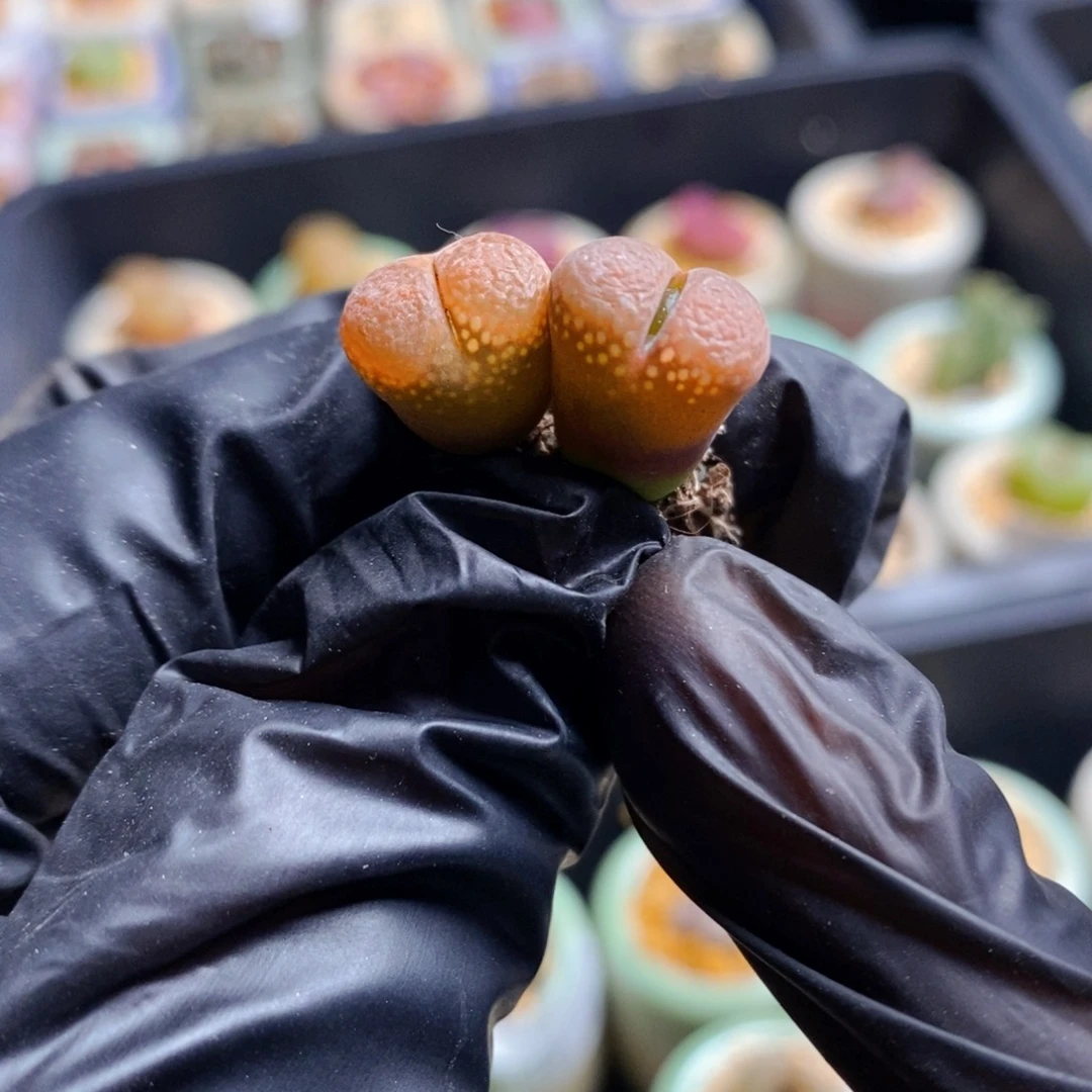 1947-一物一拍日系大型