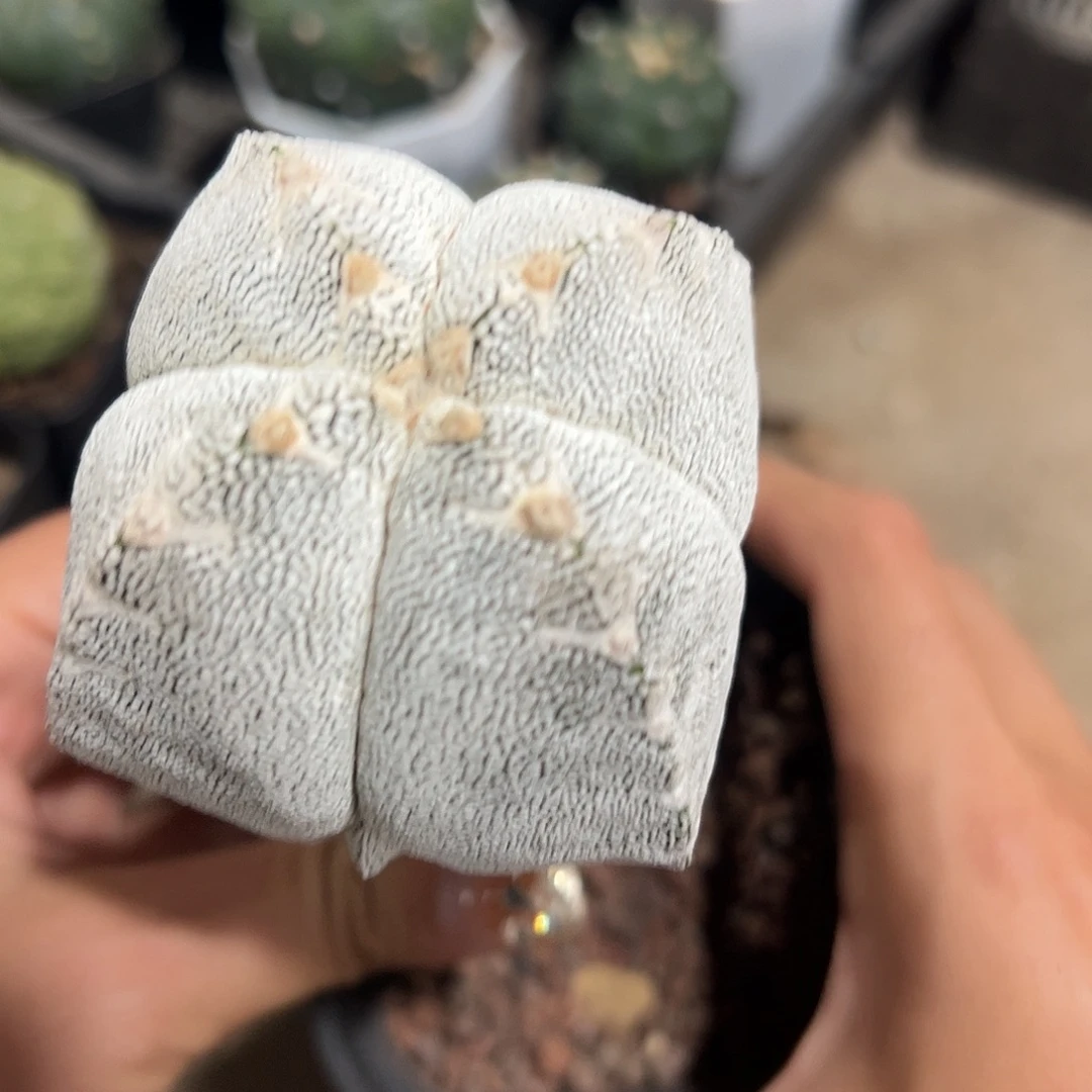 泉***心实生恩冢一物一拍