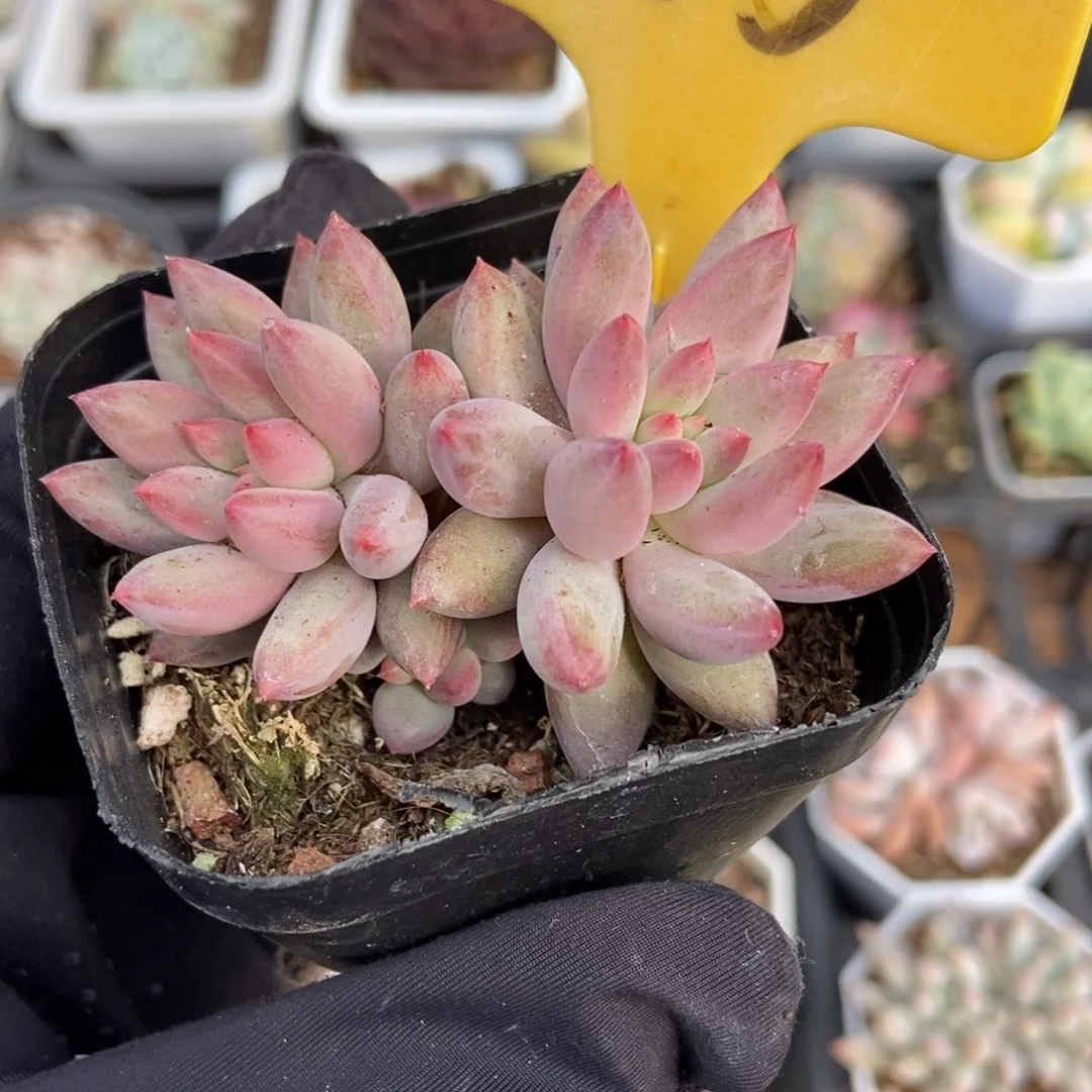 2115虞美人多肉植物