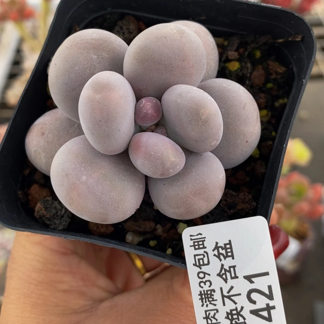 芭比奶酪421/5v m