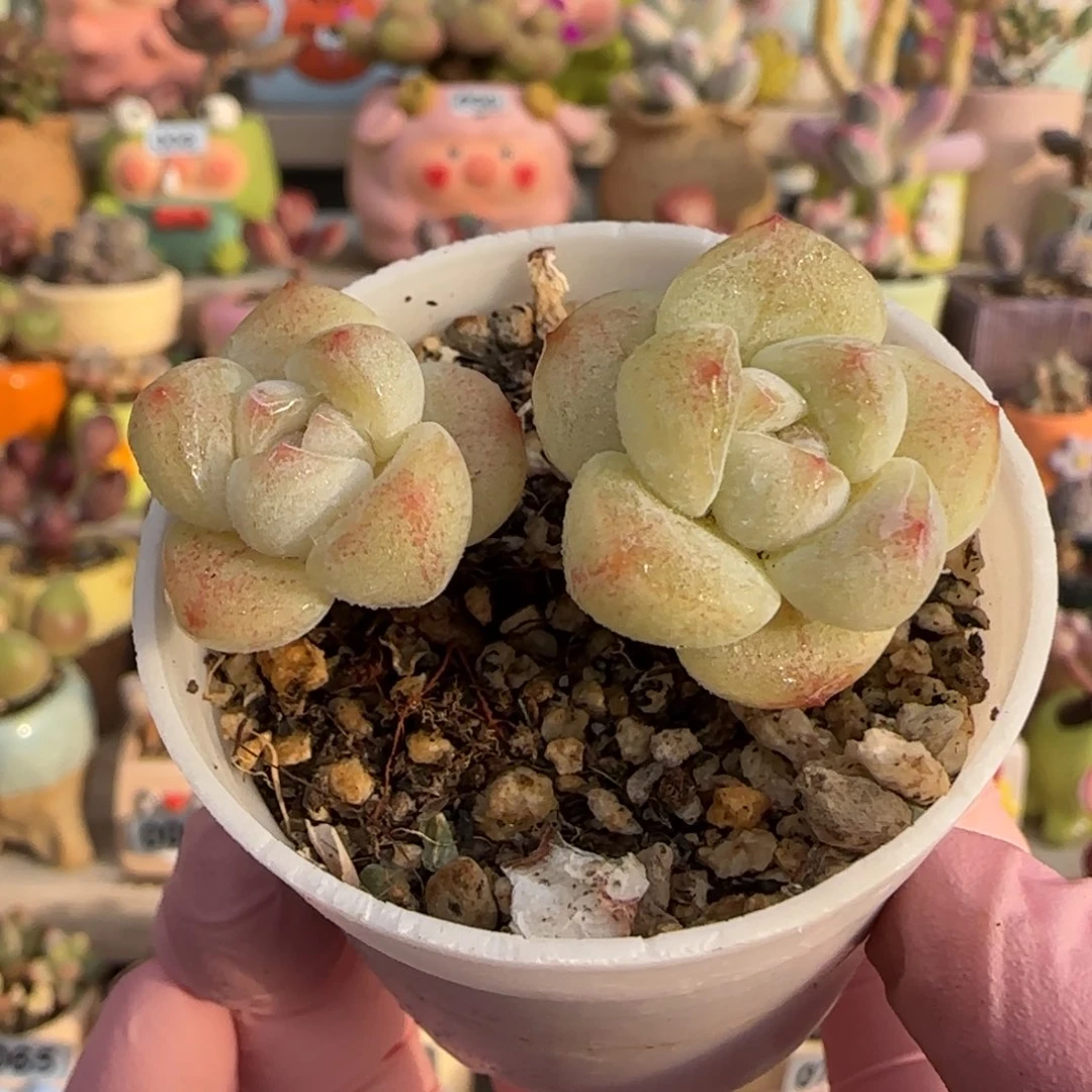 奶油冰玉 盆口3cm