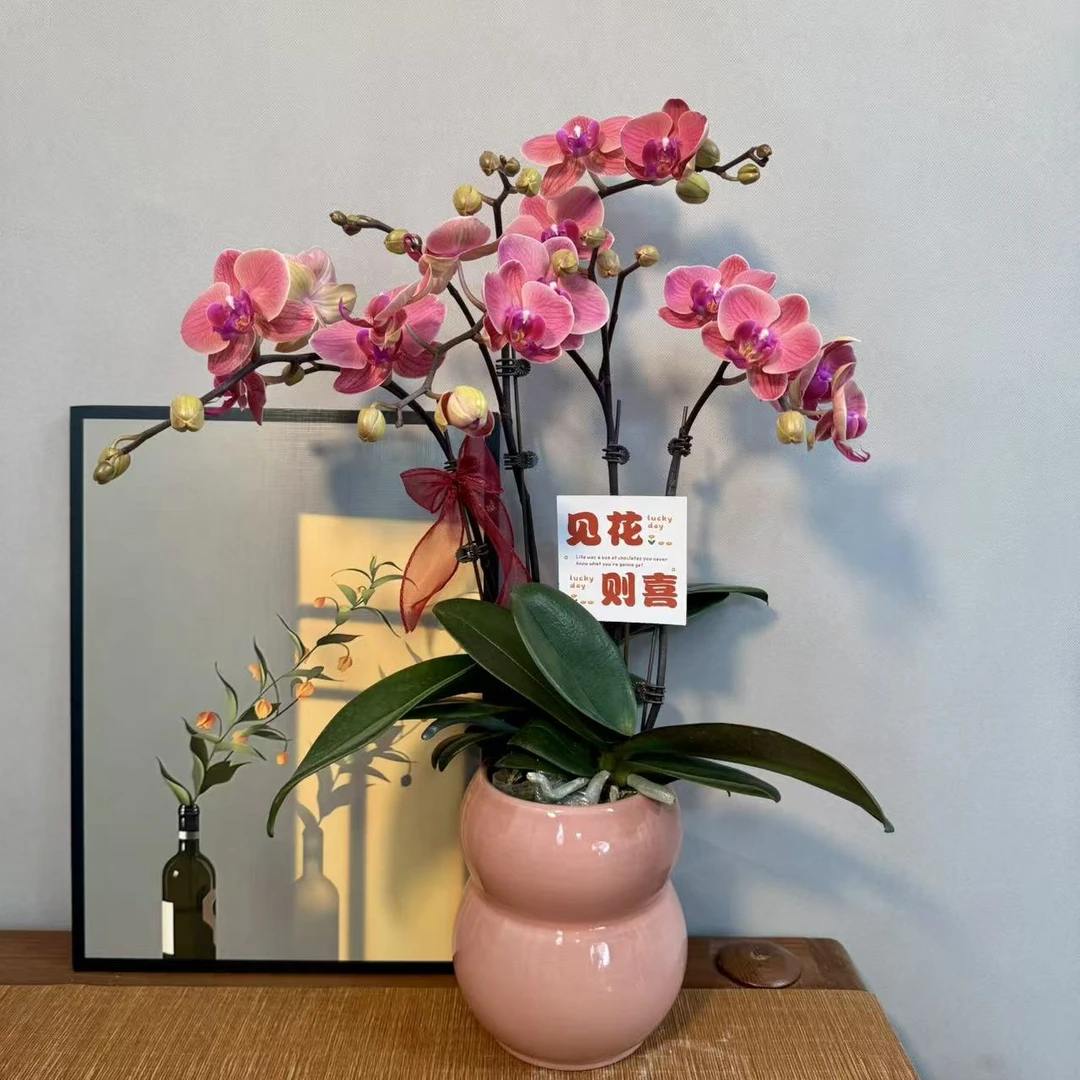 蝴蝶兰【小桔灯】橙红色系中花型耐养耐摆室内高端绿植商务礼品花