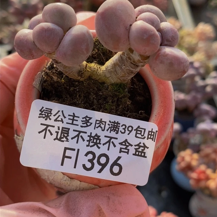 香玉奶酪396多肉植物