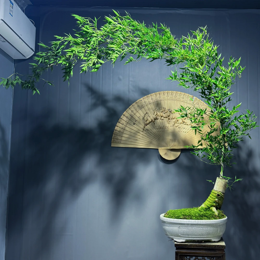 老桩高颜值月牙湾小叶簕竹高端盆景，足不出户把大自然风光带回家。