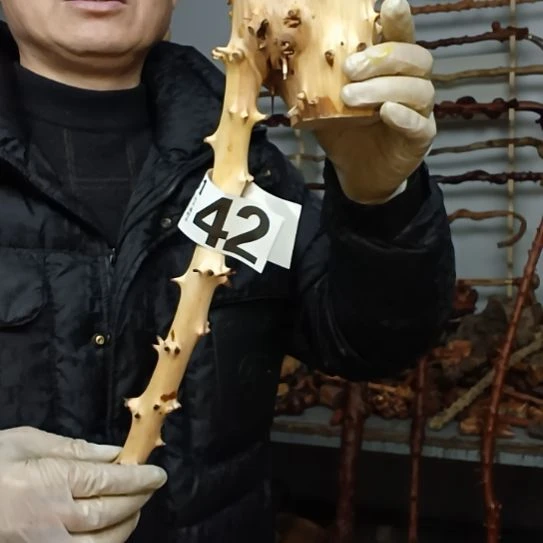 飞***鹰香榧木高山 檬子木文玩料