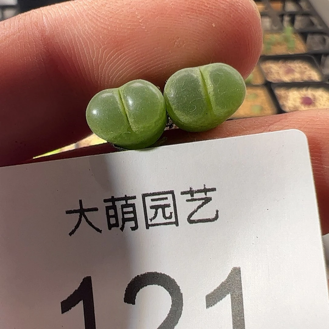 0000121 一物一拍莉迪亚薄荷风铃MG1797.67