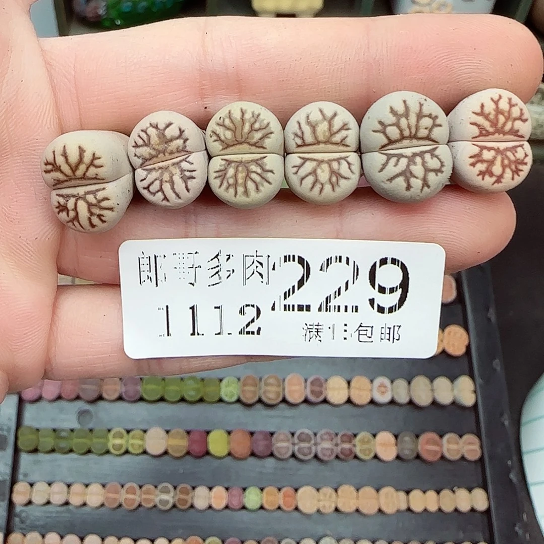 满满18包邮1112-229