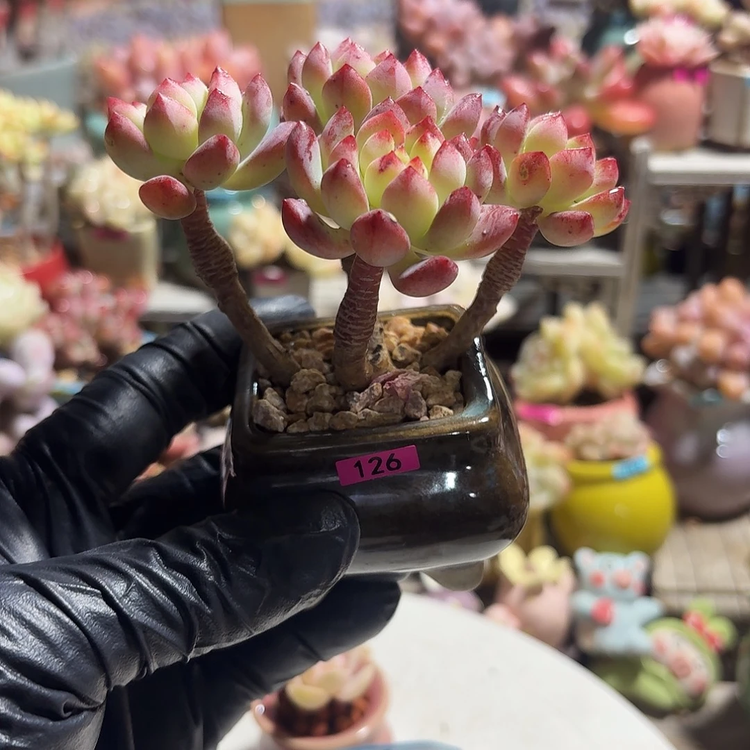 ****一物一拍编号126