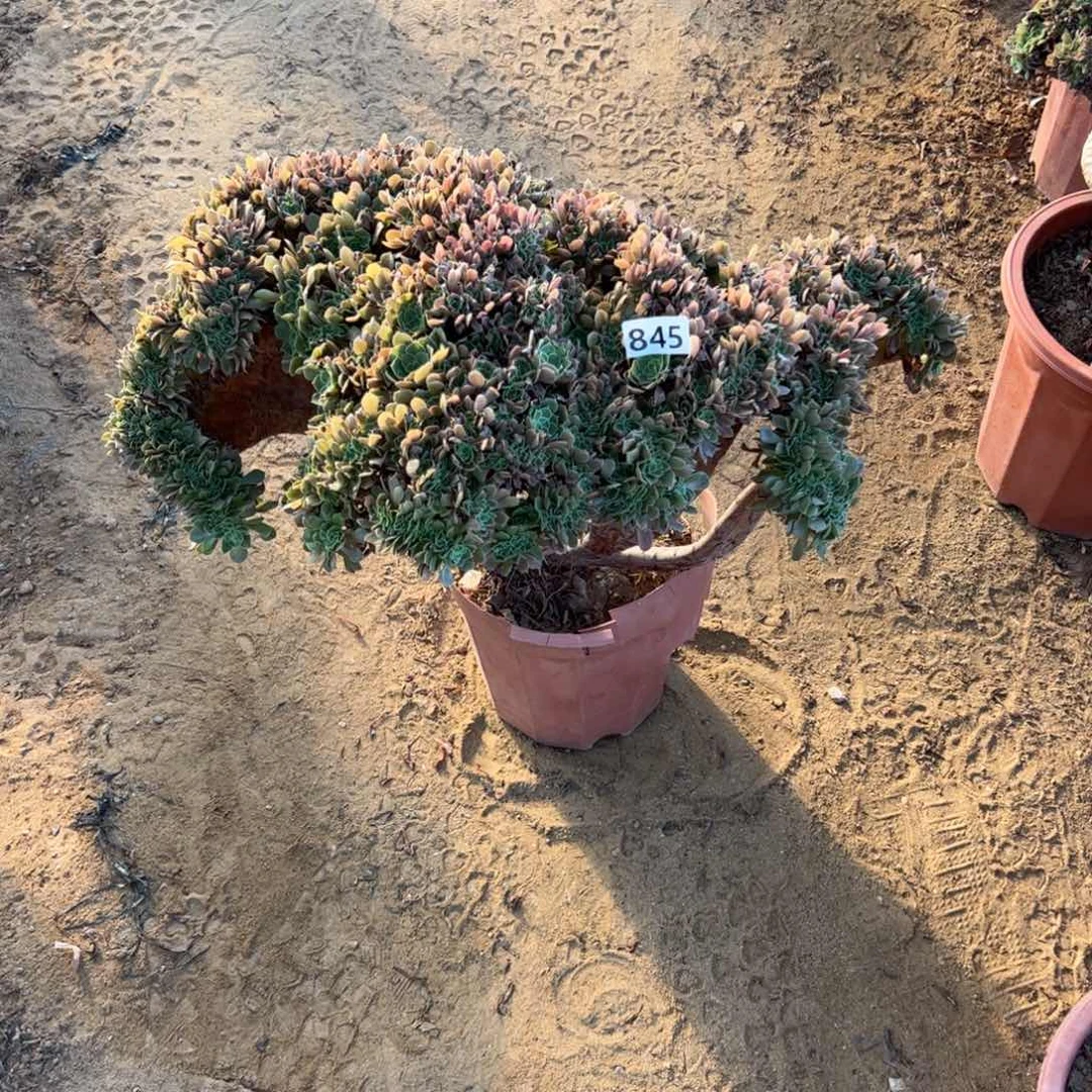 玫瑰味瑕疵845官府53
