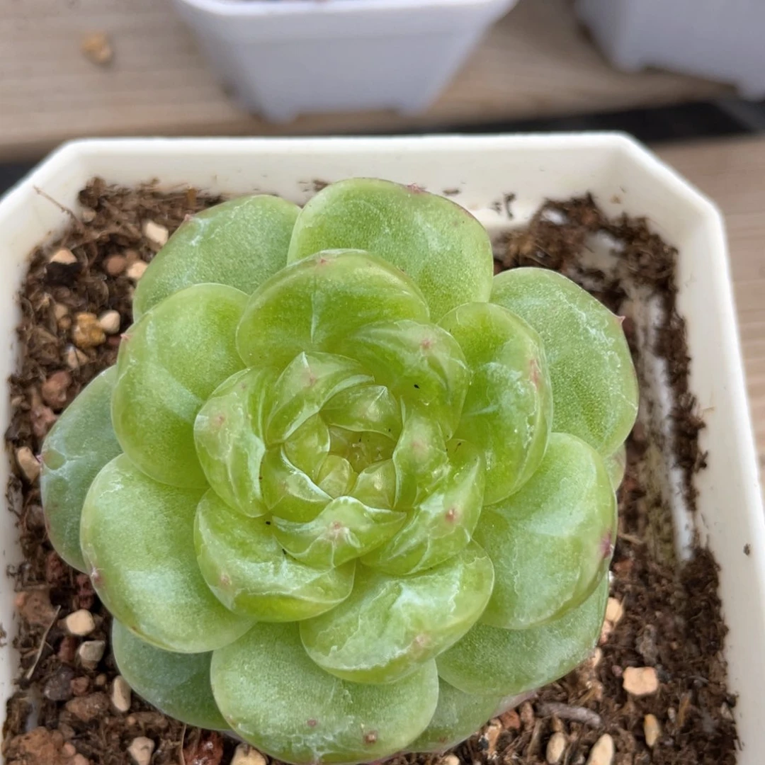 优选遥遥领先884