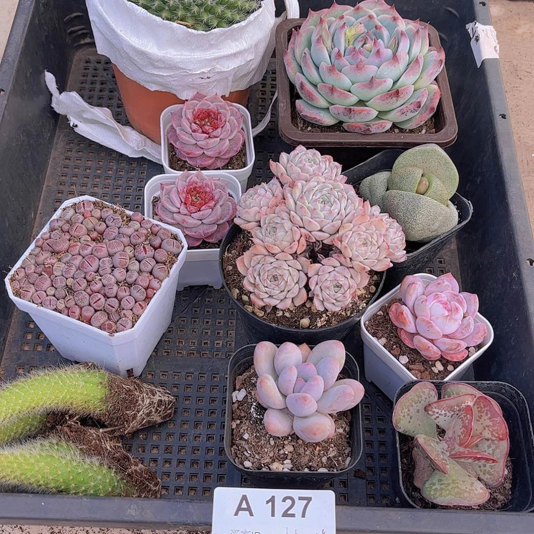 多肉127多肉植物