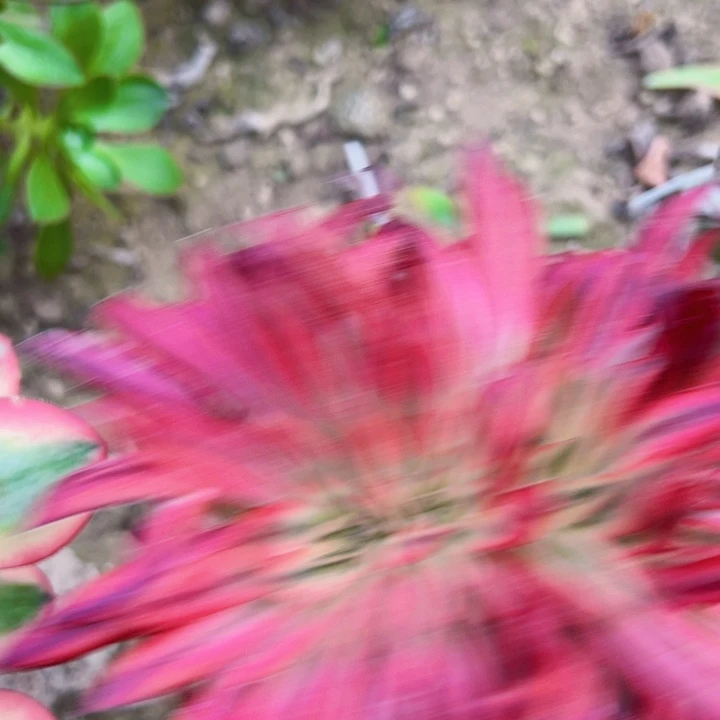 2207多肉植物法师法师法师