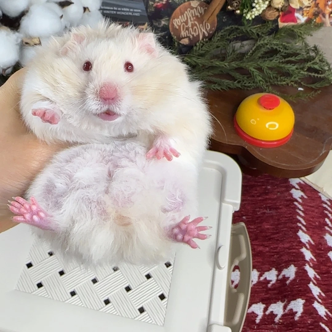 银灰金弟弟11.08生日