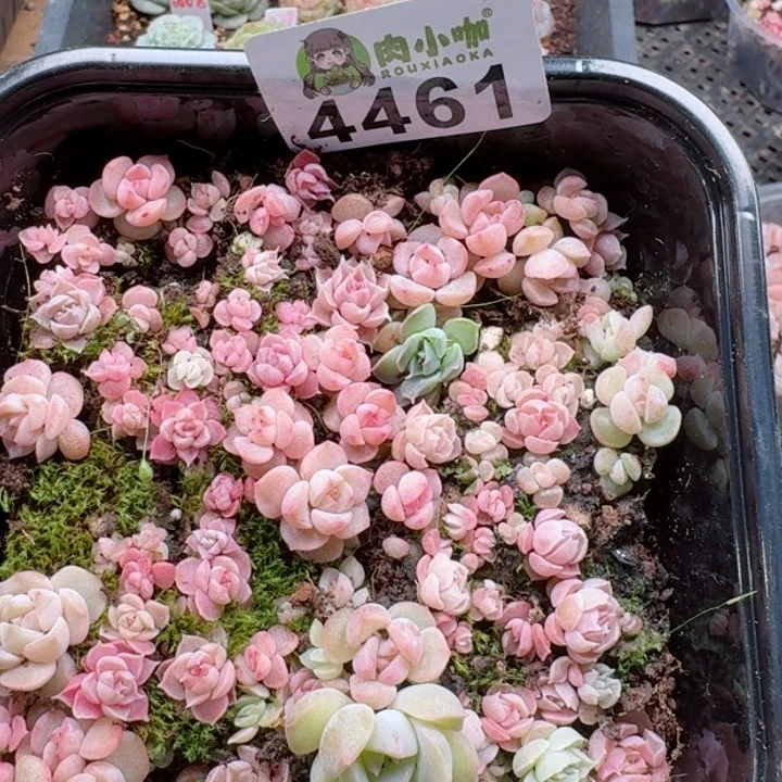 多肉植物多肉植物