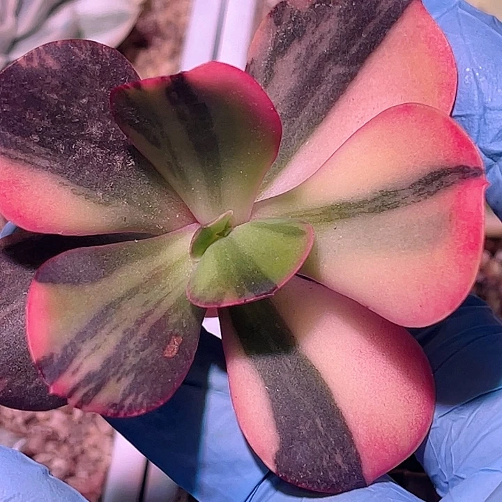 尚品园艺玛琳娜锦有杆子