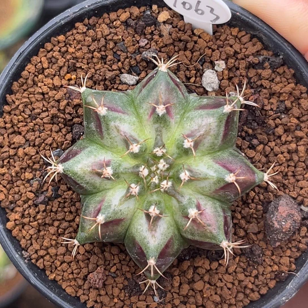 1063 海神 特价捡漏