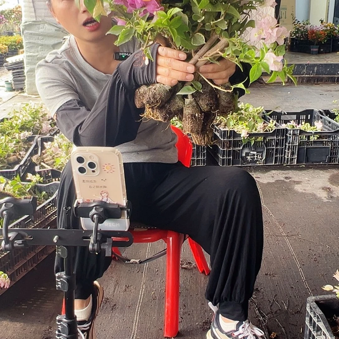 大部分花苞少量开放三角梅蛋糕苗10棵（品种会重复）
