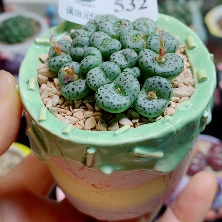 生石花花花花花花花花532