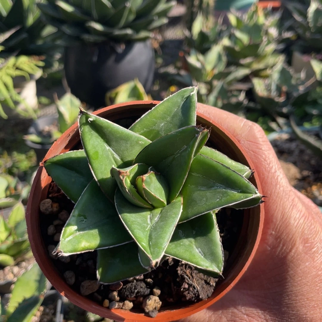 无花朵桃太郎龙舌兰