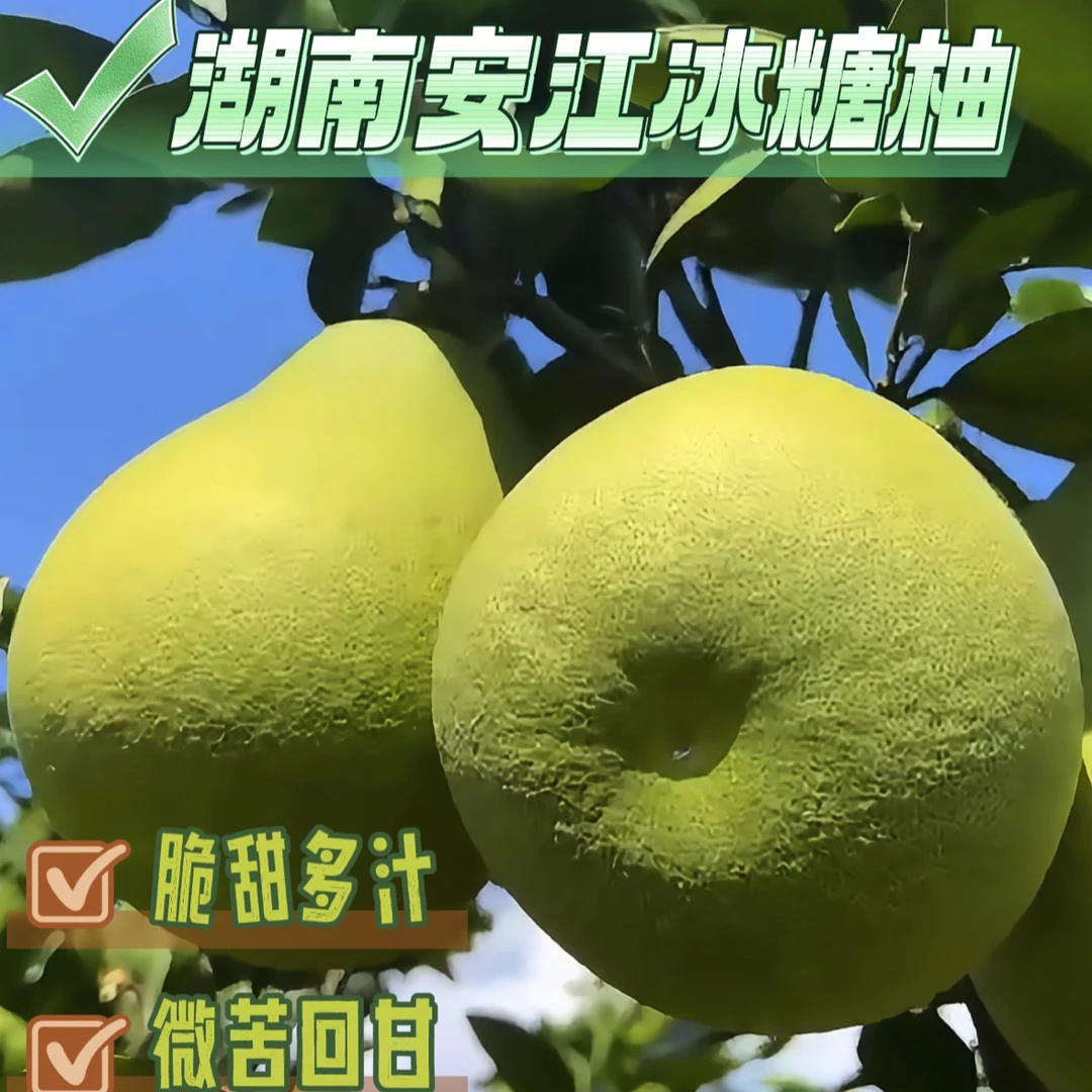 （自家果园直发）湖南怀化安江冰糖柚小苦柚麻麻柚子当季新鲜水果