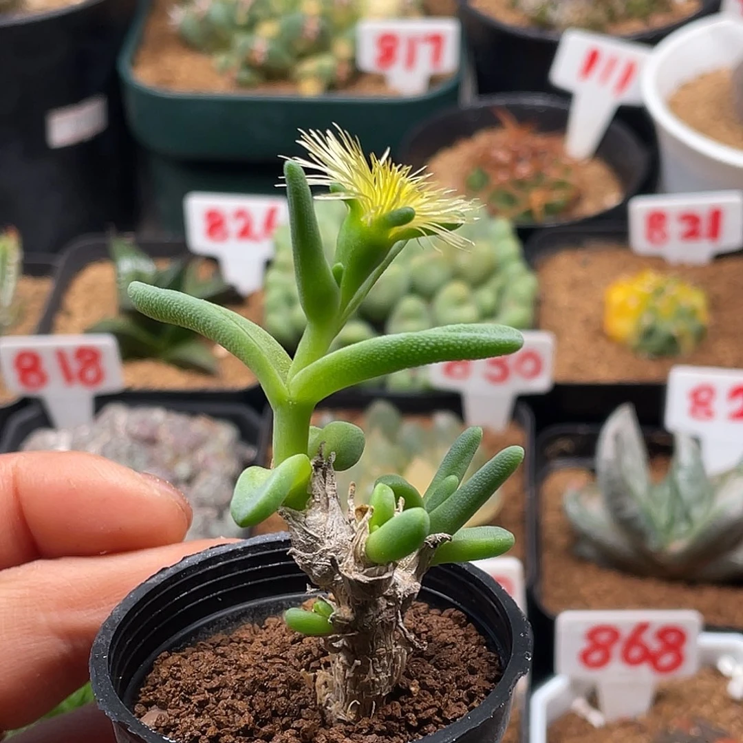 老桩绿花枝干仙人球