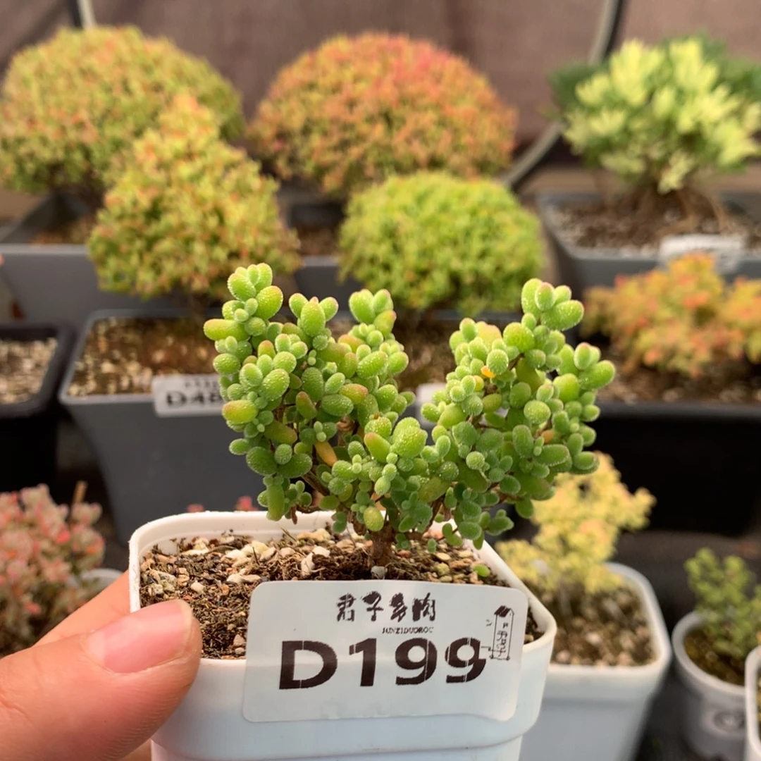 199金橘糖球