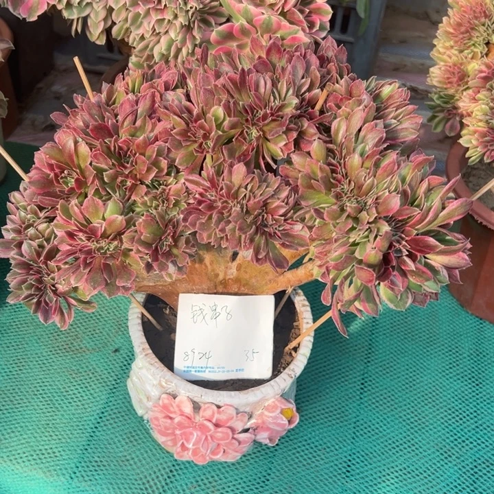 钱***子多肉植物女神缀化