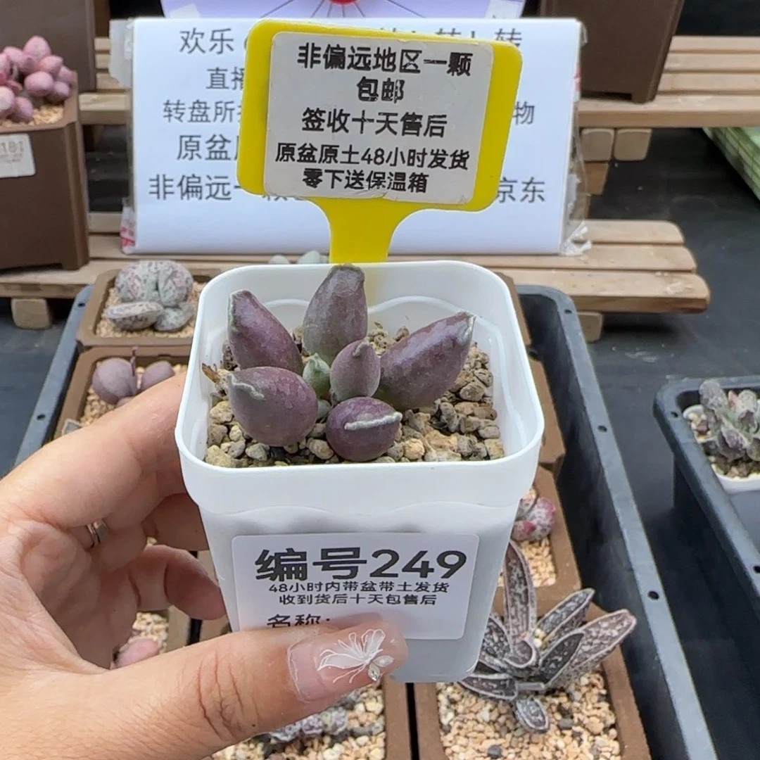 249三代紫海报多肉植物