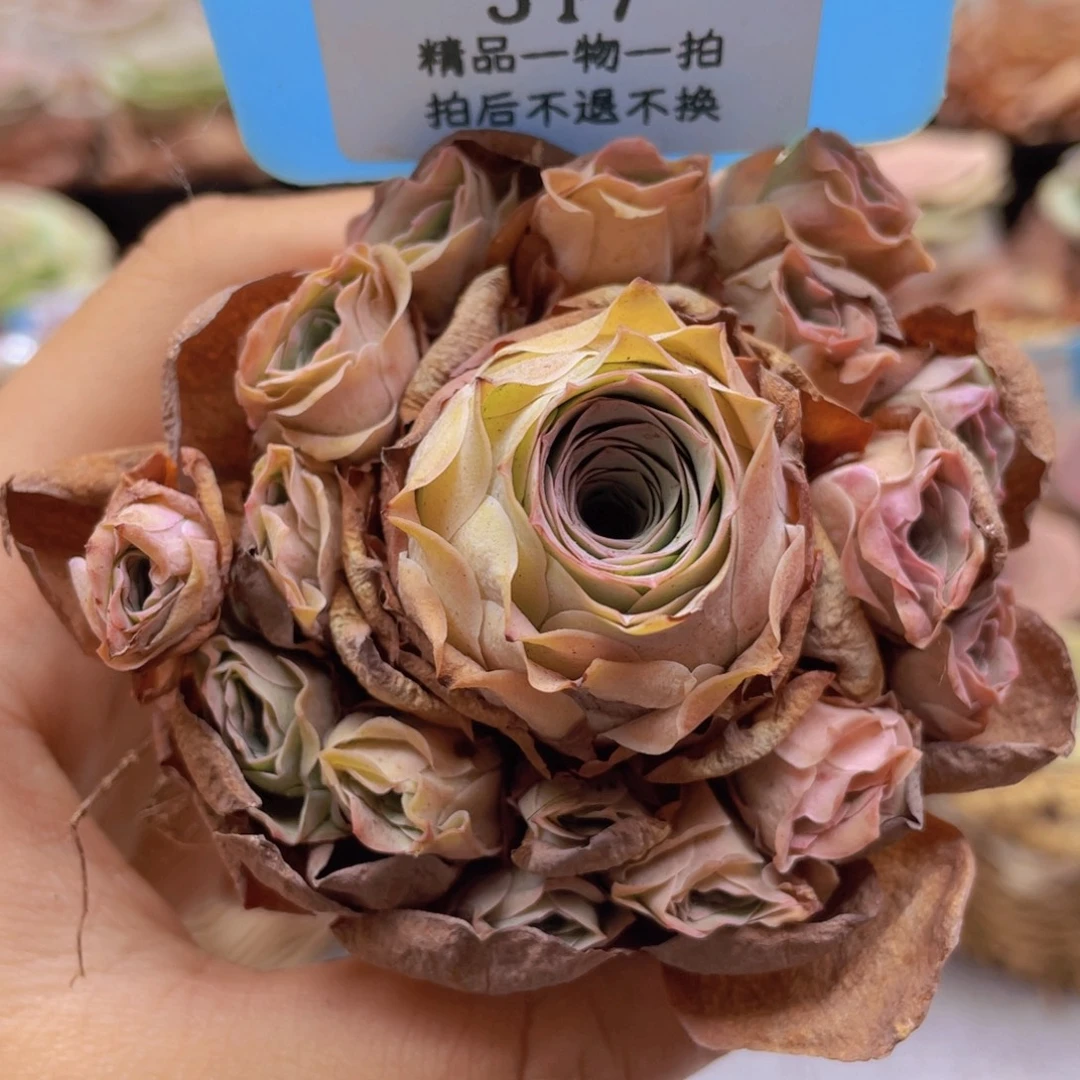 山地玫瑰517裸根发货不售后