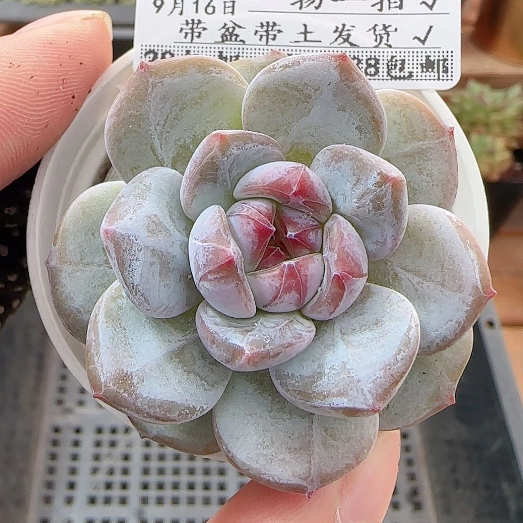 多肉0916--98石榴籽星影