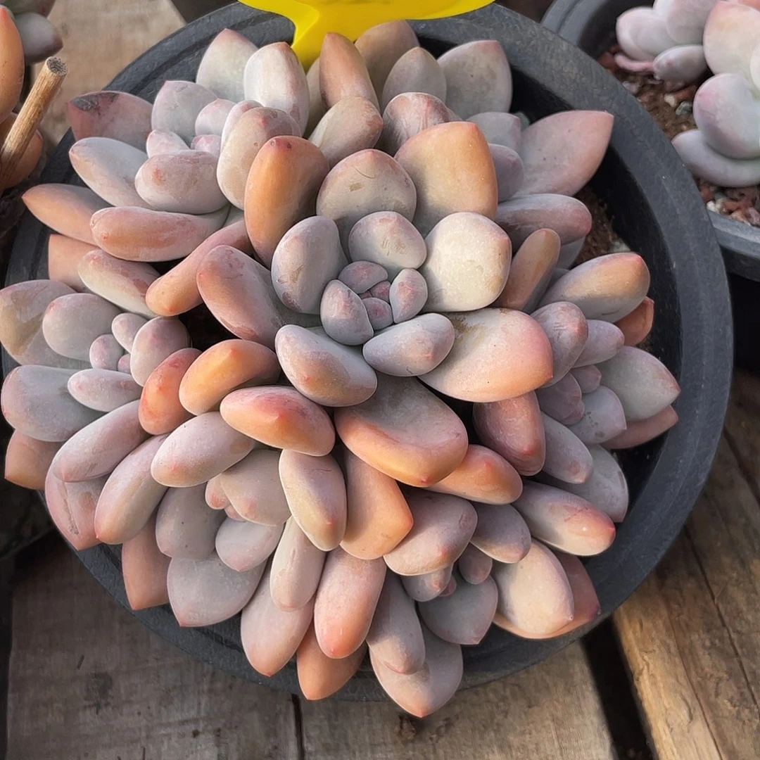 奶酪香水多肉植物530