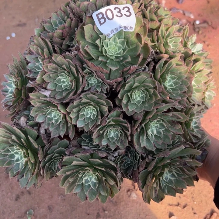 水蜜桃多肉植物033.